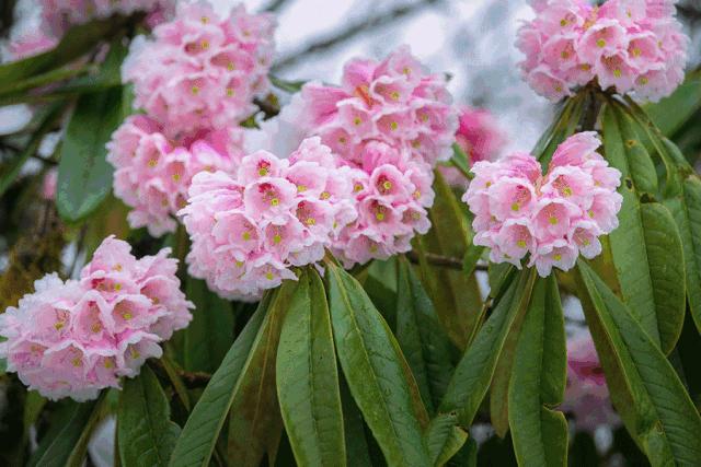 成都自驾百里杜鹃旅游攻略,万亩杜鹃花在青山幽谷