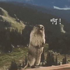 炉石传说牧师平民卡组,炉石传说平民卡组