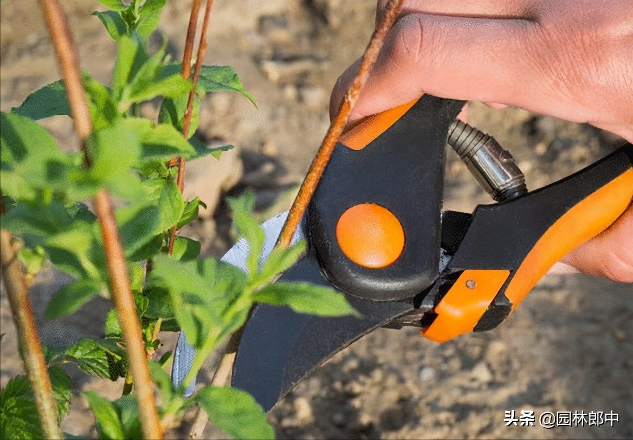 苗木受冻后注意事项,苗圃地苗木冻害防治措施