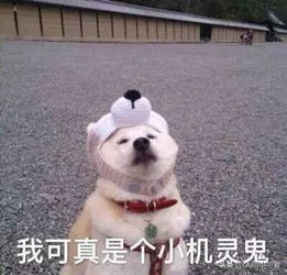 肯德基小食单人套餐,肯德基小食多多