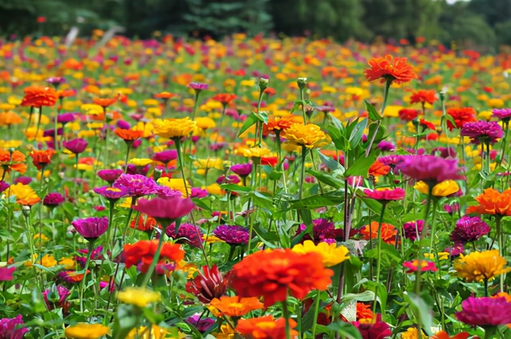 花卉绿植种植大全,温室常见的花卉