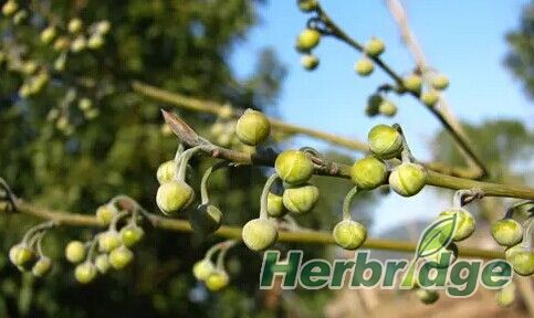 植物类天然香料,最香的食用天然植物香料