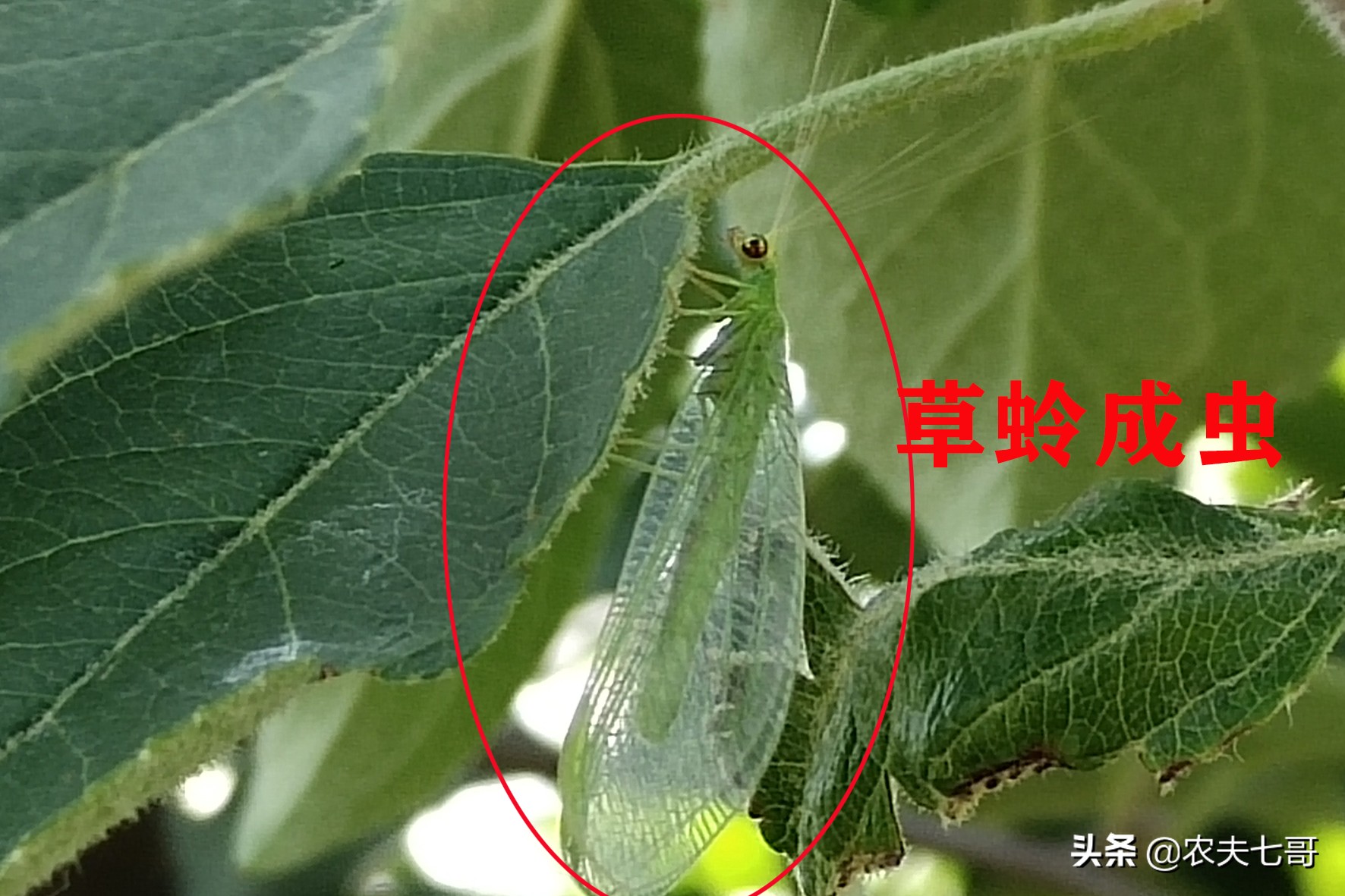 苹果蚜怎么防治,苹果黄蚜用什么药最好