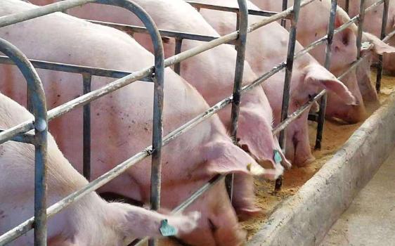 后备母猪的饲养要点,后备母猪饲养管理六要点综合技术