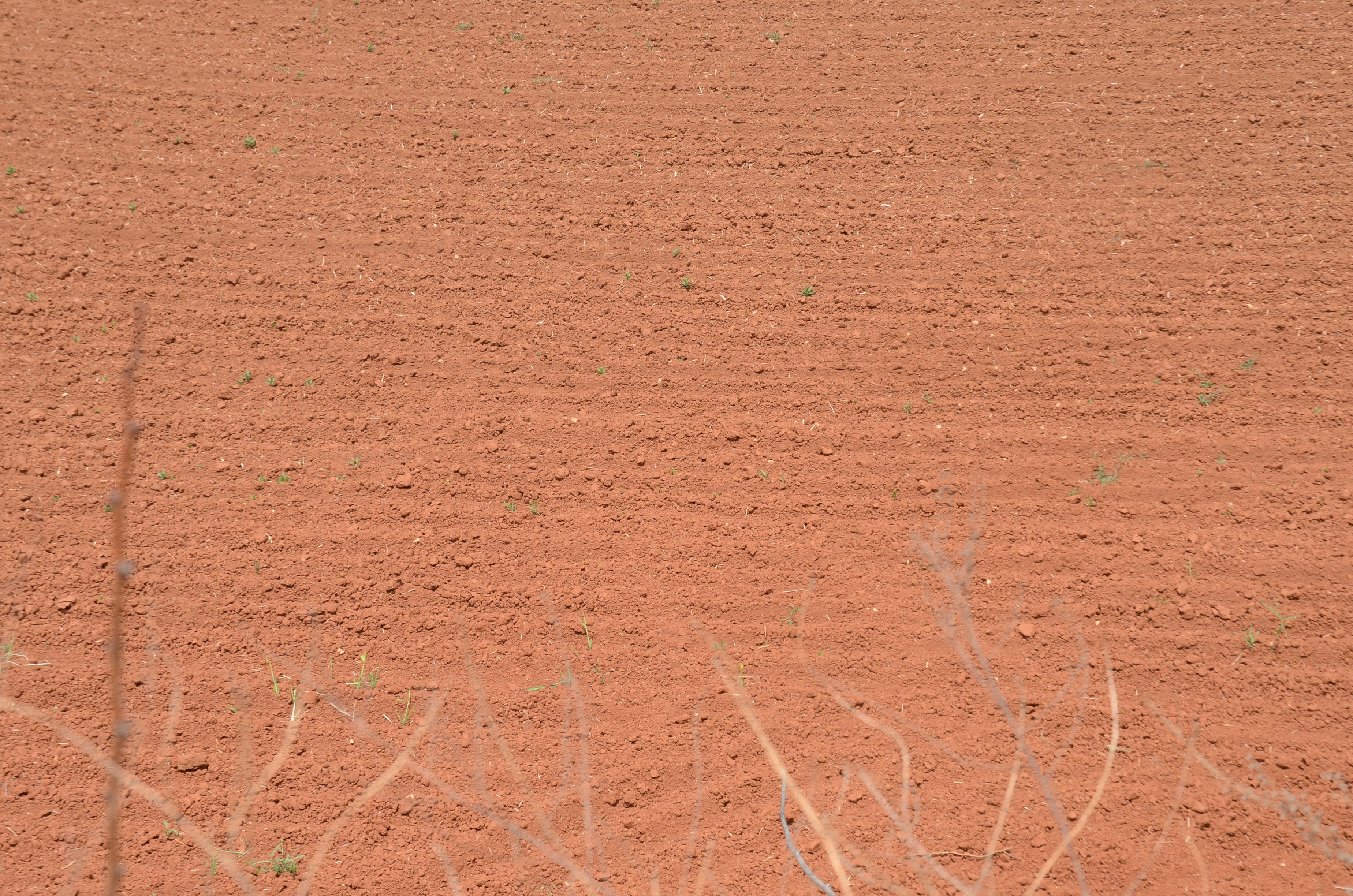 “金珠”不换的沁州黄，为什么如此受欢迎