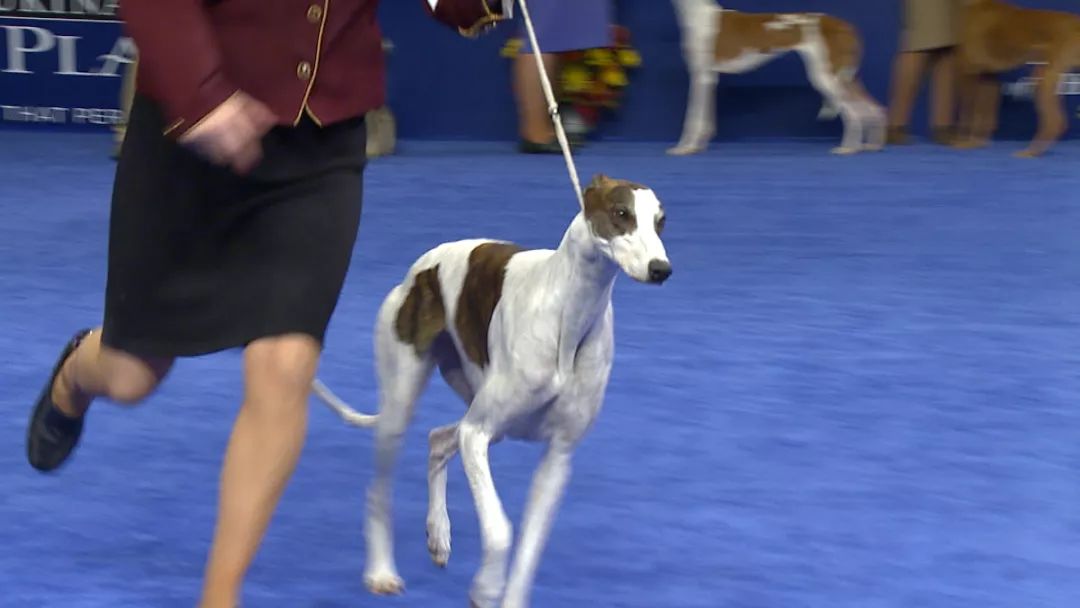 灵缇犬温斯顿,风之子灵缇犬