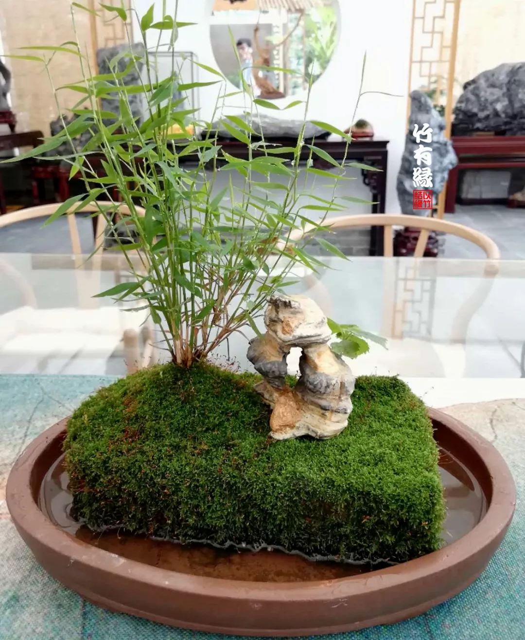 竹子浇水诀窍,竹子浇水的正确方法