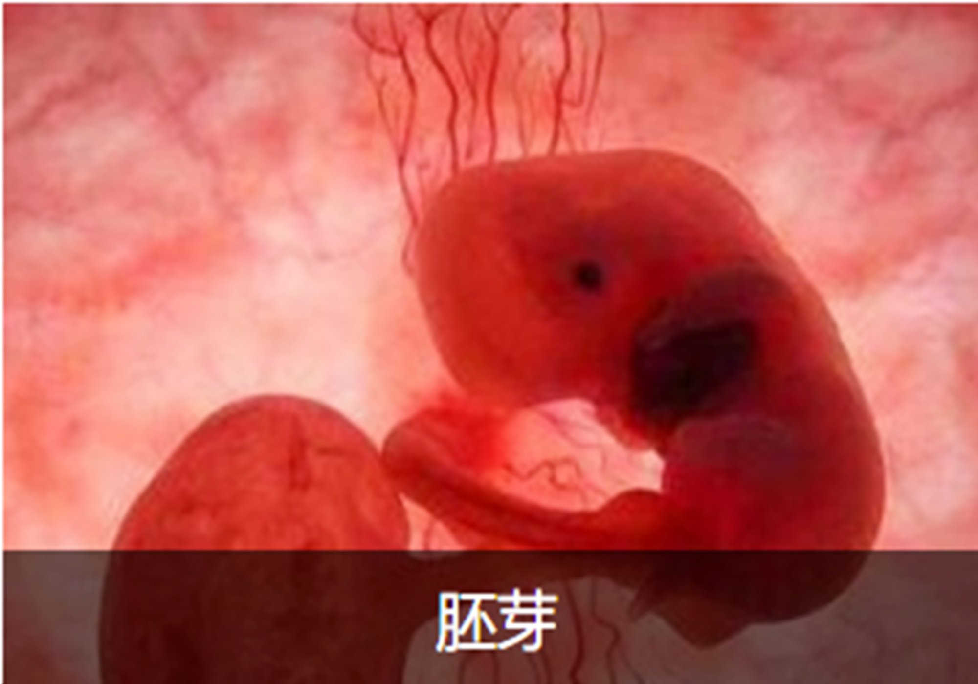 怀孕50天了没有胎心胎芽怎么补救,怀孕50天没有胎心胎芽怎么解决