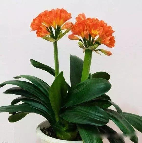 献给那些养花每次都养死的人文案,一直养死花但从未放弃养花