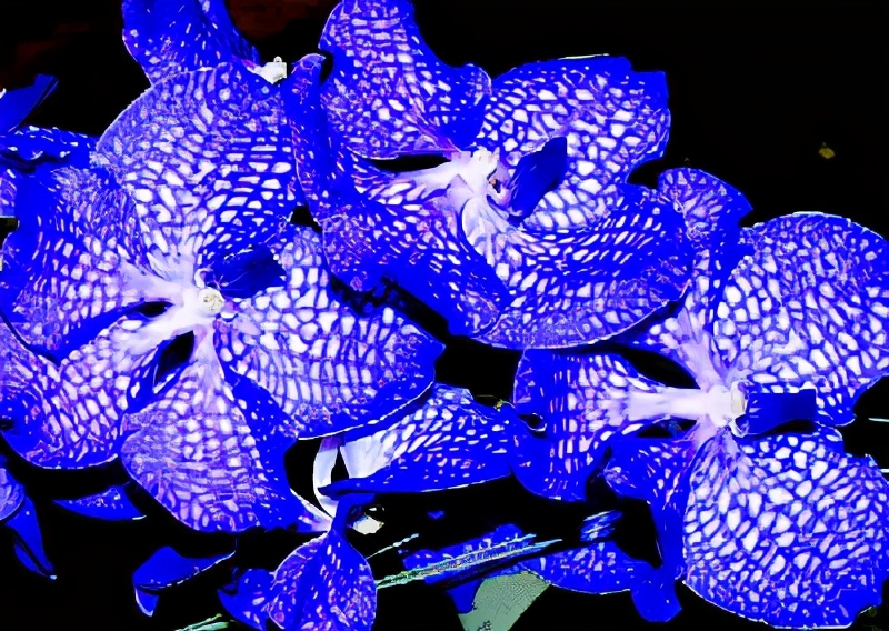 世界各国的国花和国树是什么,世界各国国花大开眼界美到爆