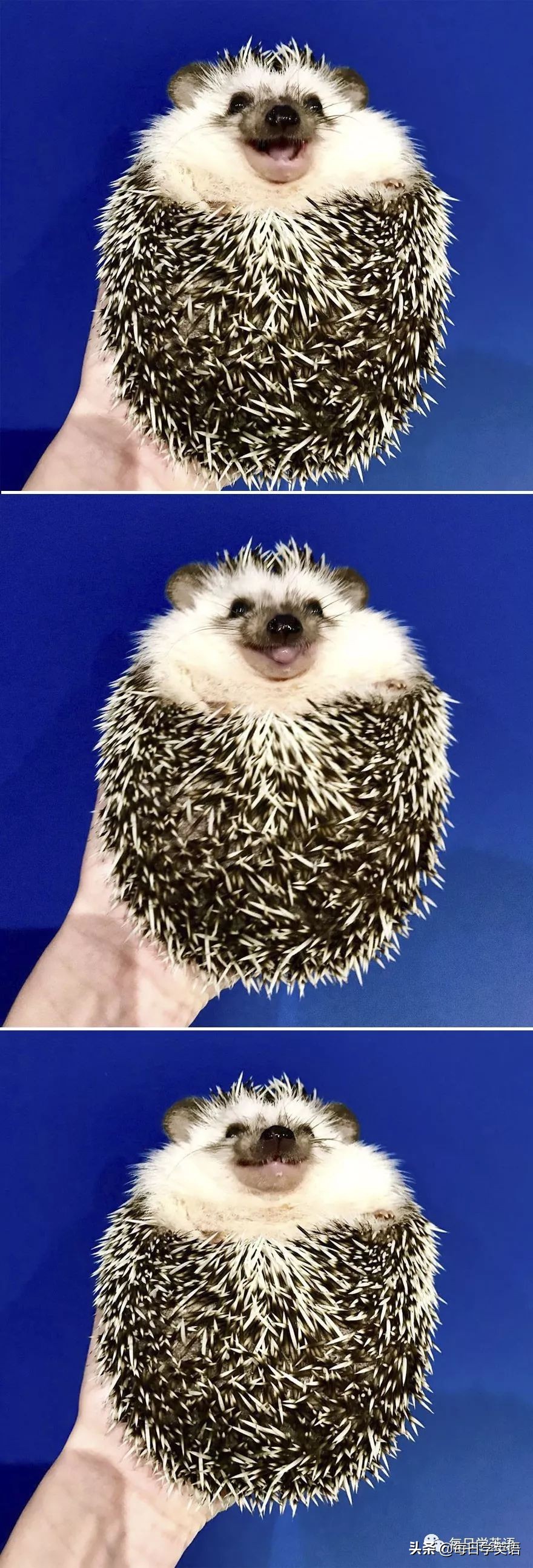 别总是云吸猫了，换一波小刺猬试试~