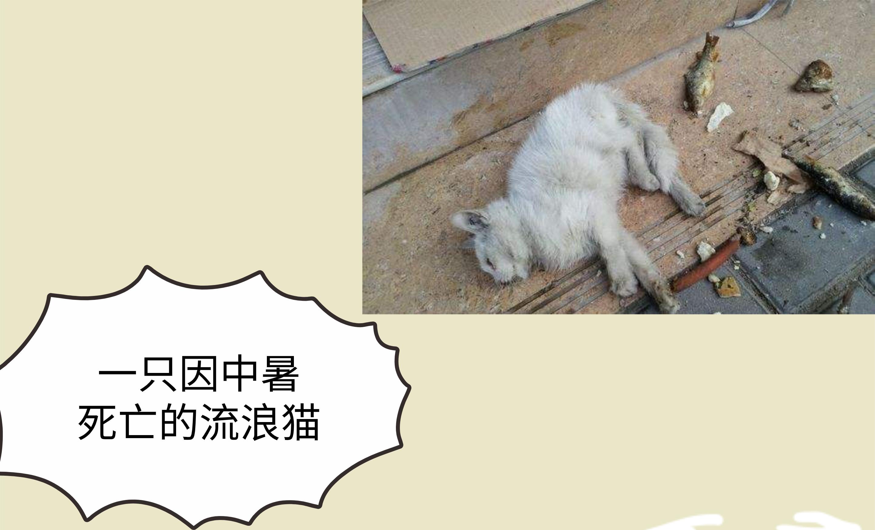 猫咪怕热怕冷是什么原因,怕热猫咪怎么过夏天