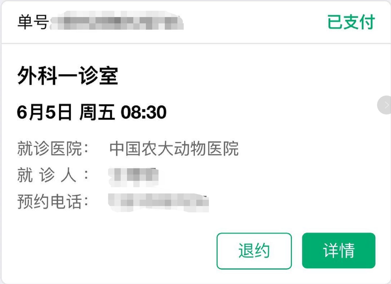 英短蓝白母猫最佳绝育年龄,英短蓝猫小奶猫的成长历程