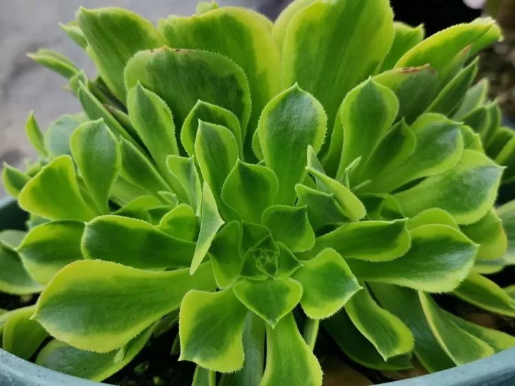 法师新品：青翠欲滴“檬”动我心，青檬法师育繁记