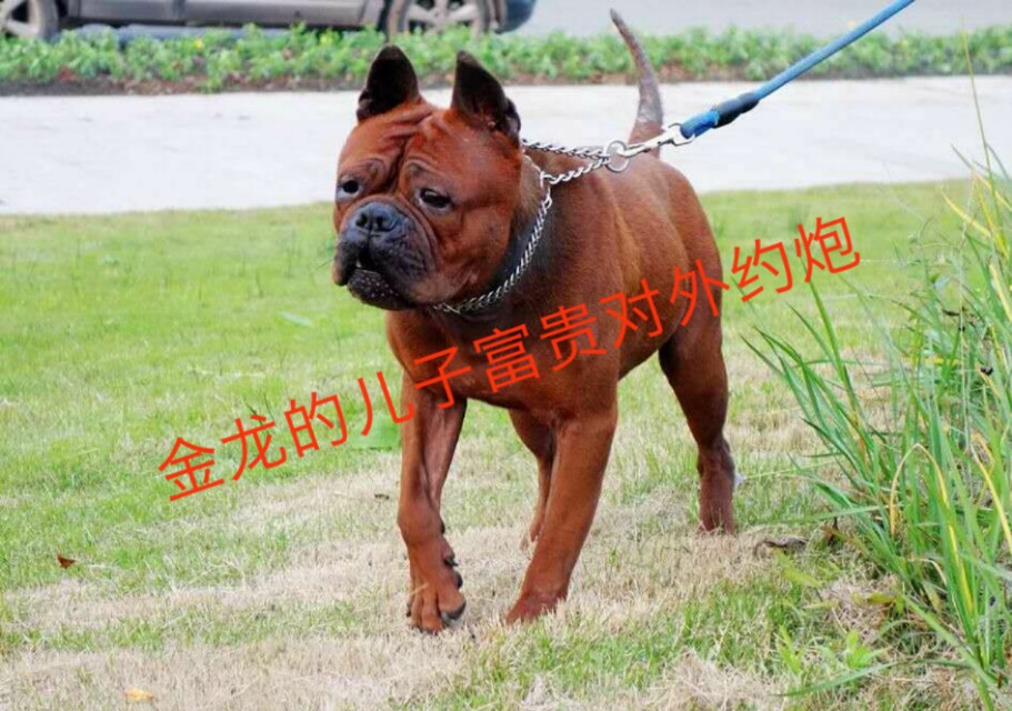 正宗川东猎犬俱乐部,重庆猎犬俱乐部