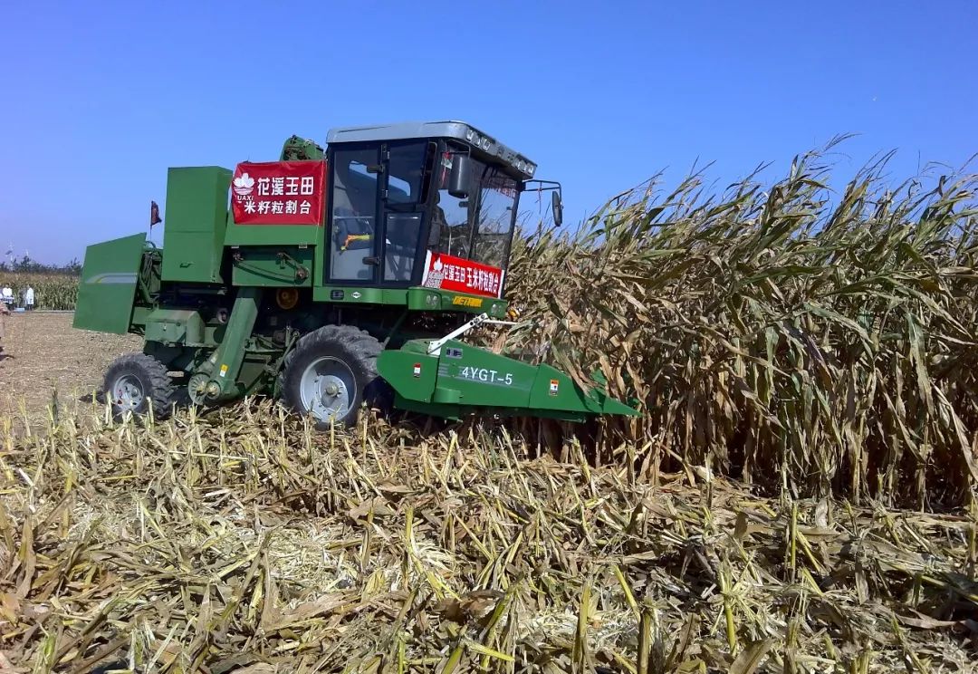 小麦已发生赤霉病怎么办,现在田间小麦已经出现赤霉病现象