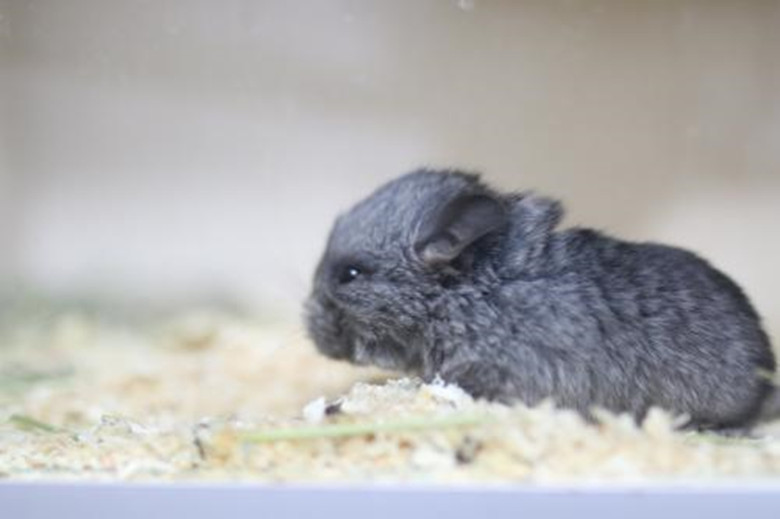 龙猫怎么养新手教程,龙猫饲养方法如何饲养龙猫