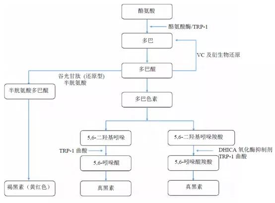 茯苓美白图片大全,茯苓美白视频大全