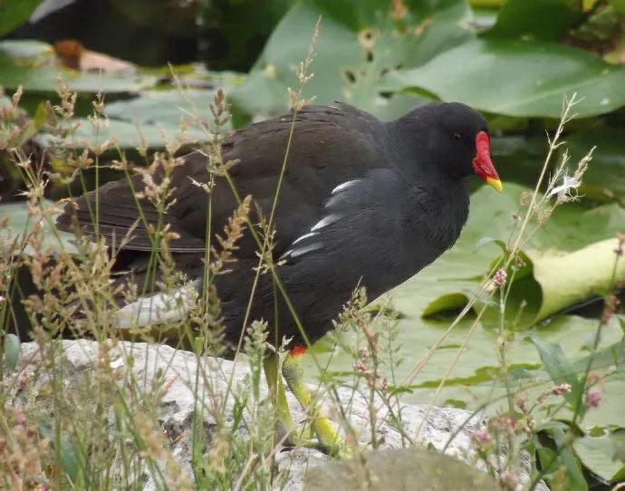 你认识吗丁啉,你认识吗