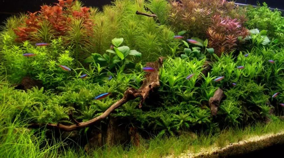 三角形构图水族造景,水族造景构图黄金比例