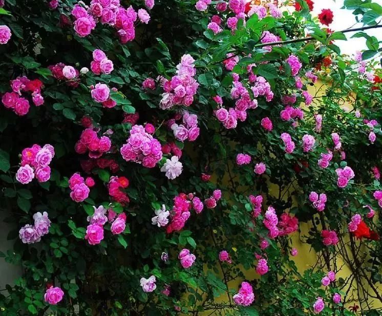 看到花的时候,不知是什么花?那就收下这份百花图谱