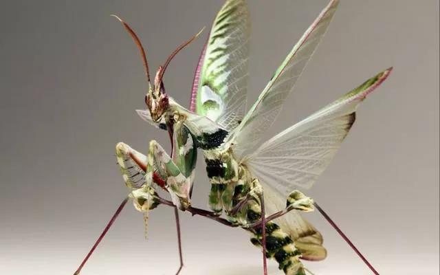 螳螂之王螳螂为什么不生了,真正的螳螂之王