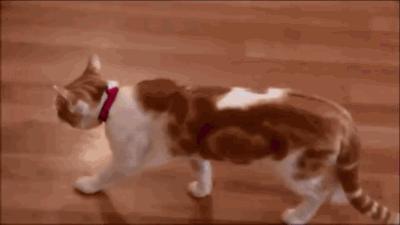 这只猫每天都去逛宠物店,专挑特价小鱼干和耗子瞅……