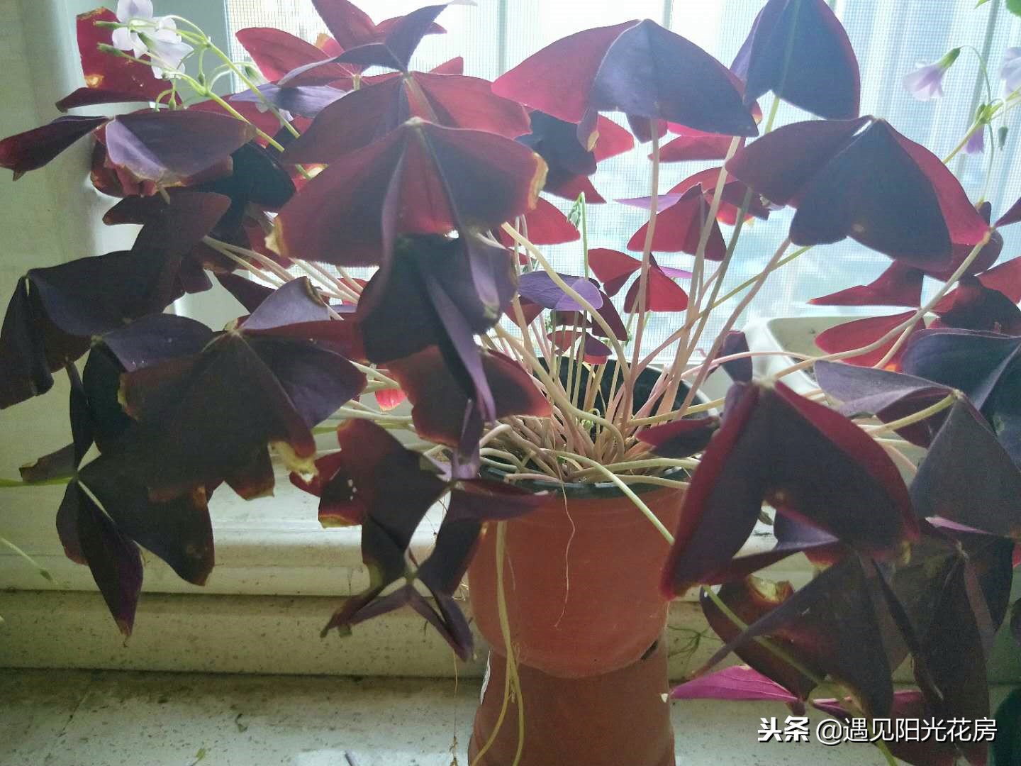 紫叶酢浆草的叶子烂怎么办,紫叶酢浆草的叶子黄边怎么办