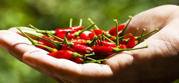 世界最辣辣椒1600万,世界最辣的辣椒排名视频