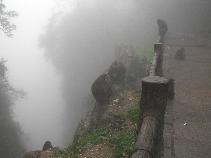 峨眉山防猴方法,峨眉山怎么防御猴子