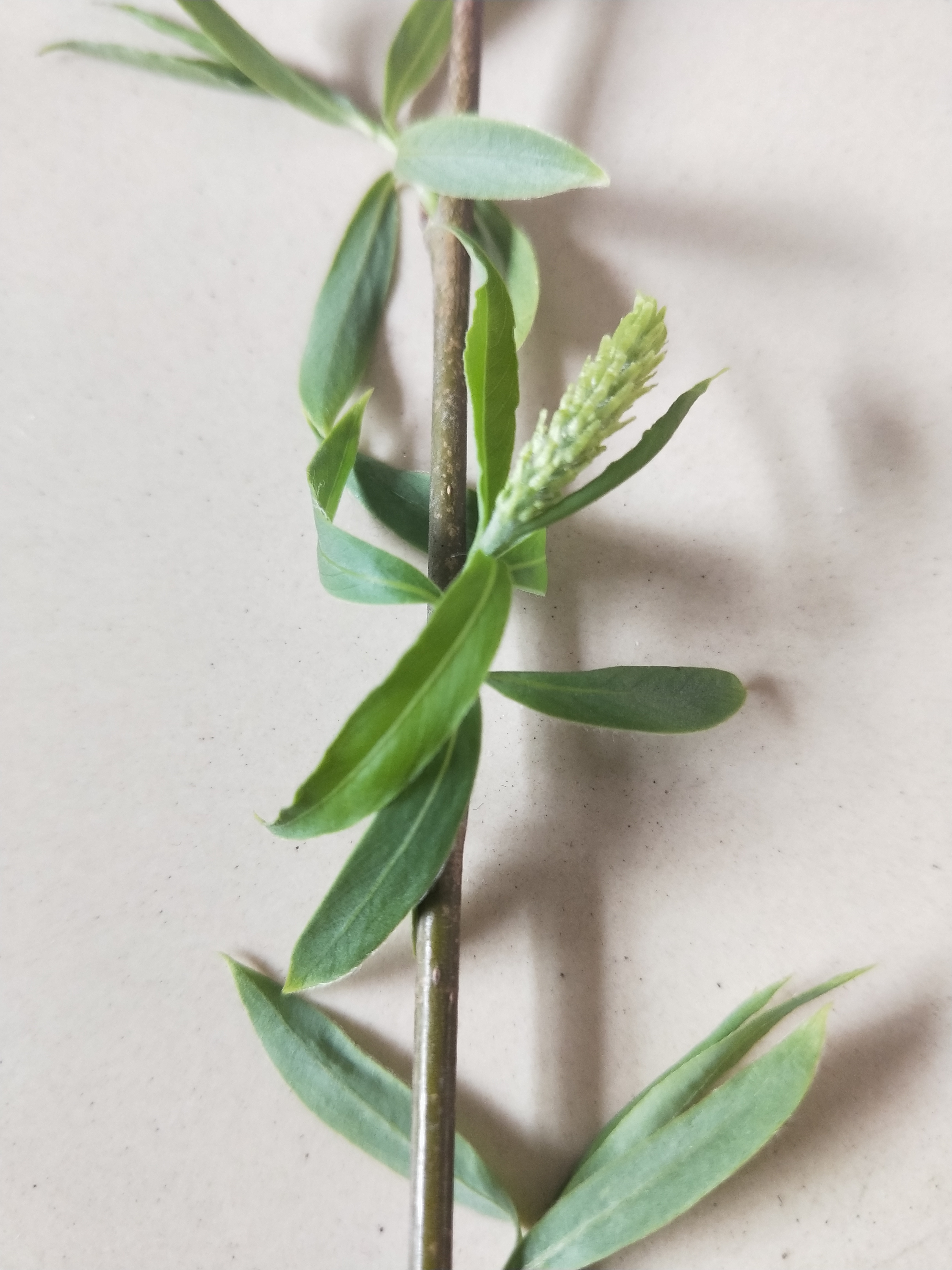 柳树的中药作用与功效,中药柳树图片大全