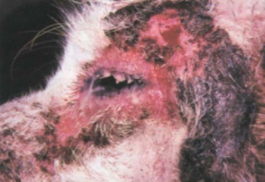 宠物皮肤病用药原则,宠物皮肤病最快治愈良药