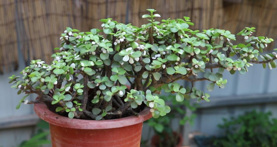 金枝玉叶过冬怕什么,金枝玉叶怕过冬吗