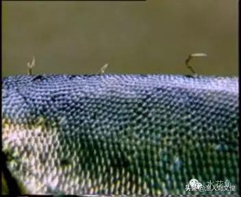 鱼身上锚头鳋怎么处理,鱼身有白色附着物