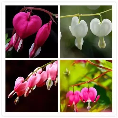 史上最全的花卉介绍，认识超过30种以上绝对是大神