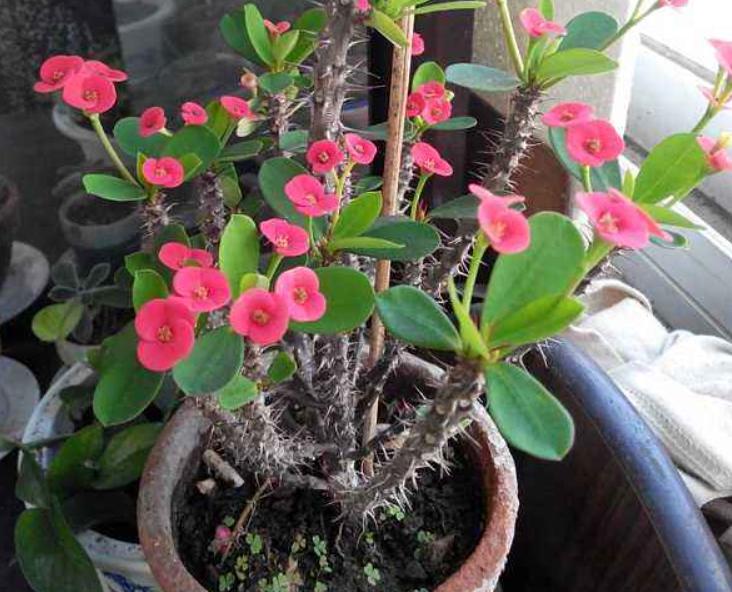 养花匠生活小妙招,养花匠绿植