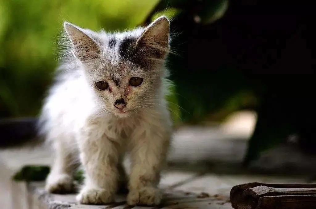 发现一只流浪猫有猫癣怎么帮助它,遇到流浪猫怎么配合