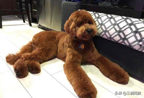 养宠案例分享,巨贵泰迪食量可大可小