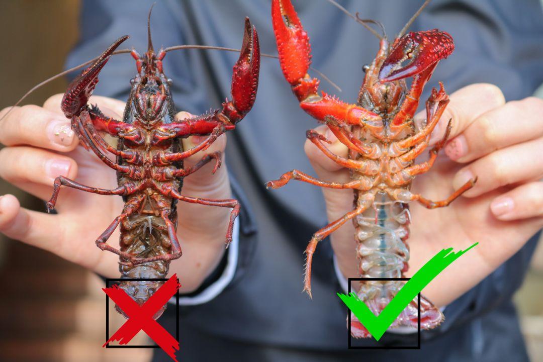 宜春潜江小龙虾,宜春潜江龙虾