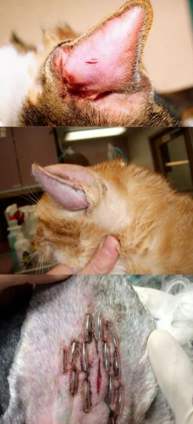猫耳螨导致耳朵溃烂,猫咪耳螨引起耳血肿怎么办