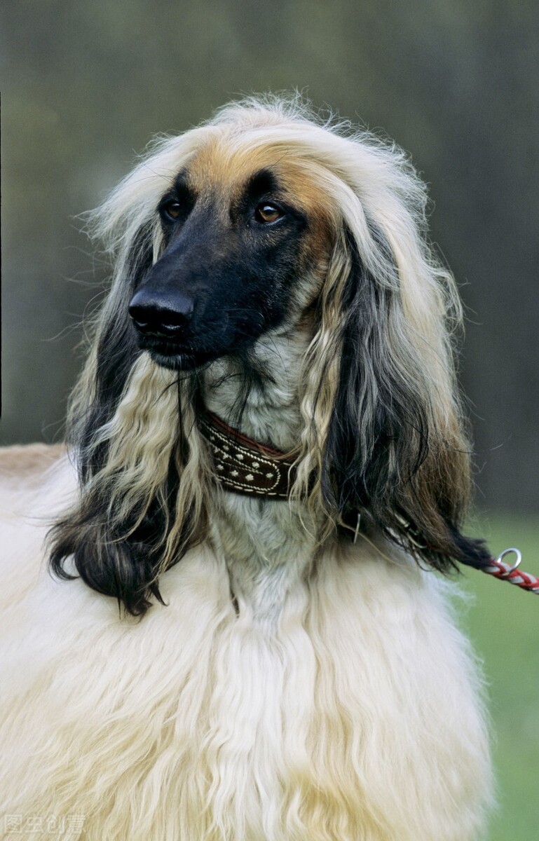 东方美犬,东方美狗狗