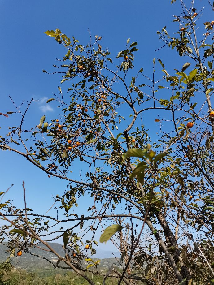 温州瓯海古洞岩景区,温州市瓯海仙岩风景区