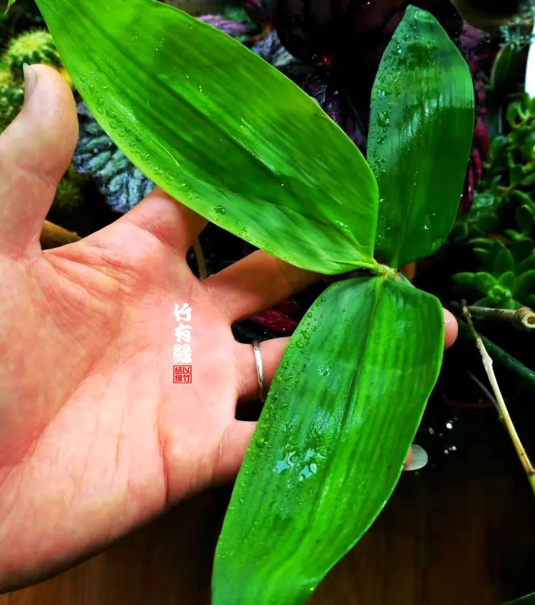 巨龙竹种多久成材,养龙竹风水