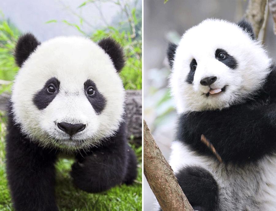 儿童画森林画法简单又漂亮,儿童画教程创意植物