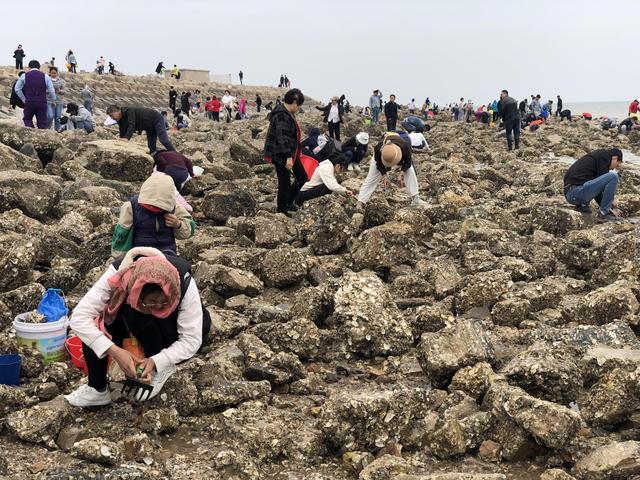 天津七里海赶海,偶遇赶海