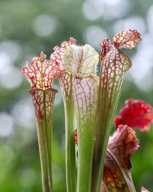 种植什么植物能驱蚊蝇,养什么植物驱蚊驱蝇