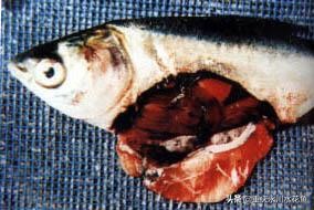 鱼类越冬综合征怎么处理,鱼类暴发性出血病最佳治疗方法