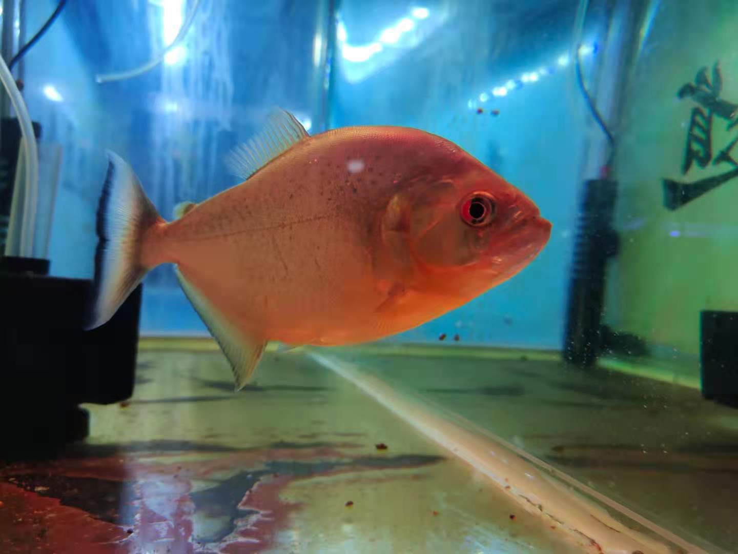 自己从未饲养过的观赏鱼,新手养观赏鱼需要准备哪些