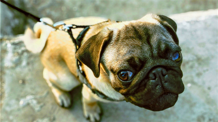 哪些玩具可以逗狗狗开心,安抚狗狗情绪的玩具