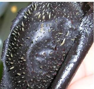 泰国去黑头的正确方法,大米去黑头的正确方法